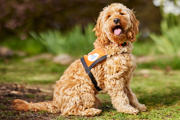 Lap the Map 2025 - Lions Assistance Dogs