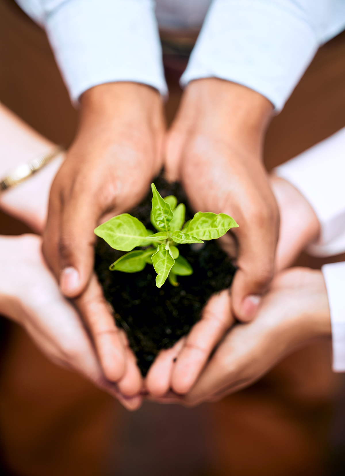 Image of hands with a plant for growth